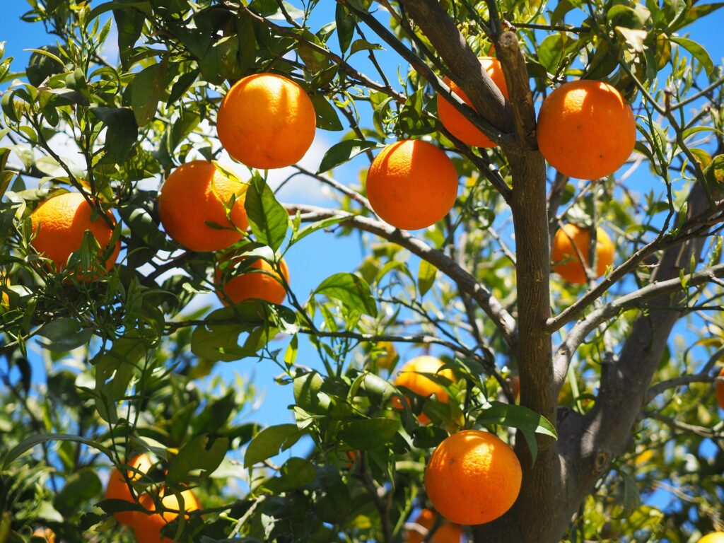 apelsinträd